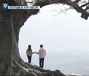 인생샷 명소 '부여 사랑나무' 천연기념물 지정