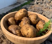 맛있는데 못생긴 '파치 감자' 해결에 제주대 힘 보태