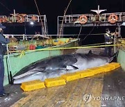 통영서 길이 5.1m 밍크고래 사체 발견..4500만원에 팔려