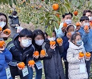 전남농산어촌 유학생들, 곡성서 대봉감 수확 등 농촌체험