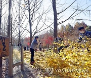 송파구, 춘천 남이섬에 '송파은행나무길' 조성