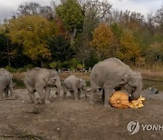 DENMARK ANIMALS ELEPHANT