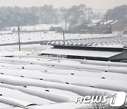 농식품부, 대설·한파 등 겨울철 농업재해대책 추진..내년 3월까지