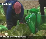 배춧값은 올랐는데..작황 부진에 일손 부족으로 시름만 늘어