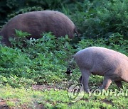 충북 단양서 아프리카돼지열병 감염 의심 사례