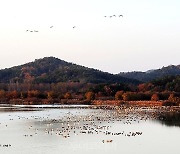 [포토] 철새의 낙원 '창녕 우포늪'에 다시 날아든 겨울철새들