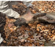 충북 단양서, 아프리카돼지열병 처음 발생