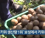 '키위 생산량 1위' 보성에서 키위축제 개막