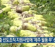 수출 선도조직 지원사업에 '제주 월동 무' 선정