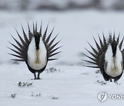 Sage Grouse-Biden