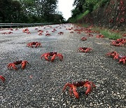 [Photo News] Red crabs preparing for winter