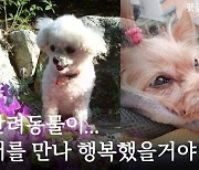 "'너를 만나 행복했을 거야' 이 말 가장 듣고 싶었어요" [펫로스, 사랑 후에 오는 것들]