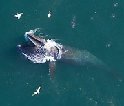 Whales can remove as much carbon as global forest ecosystems, researchers say