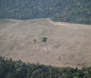 아마존 열대우림 파괴, 15년 만에 '최악'..전년보다 22% 더 늘어나