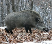 충북 단양 이어 제천서 돼지열병 의심..멧돼지 폐사체 발견