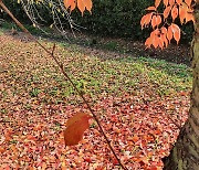 [포토친구] 낙엽이 소복이 쌓여가는 가을