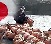 일본 수도권으로 밀려든 화산석.."바다에 못 나가"
