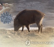 단양 이어 제천서도 돼지열병의심 폐사체..충북도 '방역 비상'