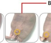 다원메닥스, 동물시험서 '붕소중성자포획치료' 종양 억제 효과 확인