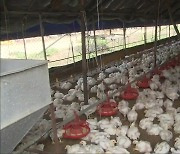 [여기는 충주] 음성 닭 농장서 고병원성 조류인플루엔자 발생 외