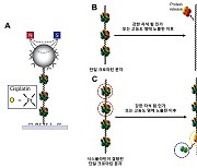 [사이언스&테크]항암제 시스플라틴, DNA 고정해 항암효과 낸다