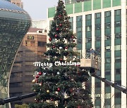 서울광장에 설치되는 크리스마스 트리