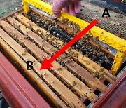디지털 양봉, 분봉시기 예측한다..꿀벌 증식·농가 경쟁력 UP