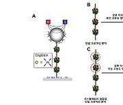 항암제 '시스플라틴' 작용 원리 규명.."DNA 아닌 염색질이 표적"