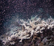"식물 아니었어?" 호주 산호초의 경이로운 산란쇼