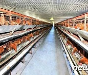 돼지·닭·고니 공장 연이어 '개건'..식량 확보 주력하는 북한의 모습