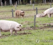 "돼지로 새 쫓는다"..네덜란드 공항의 조류 충돌 대책