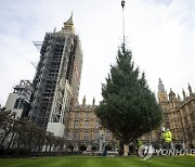 Britain Christmas Tree