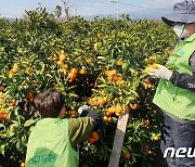 제주 기본형 공익직불금 3만3070 농가에 467억원 지급 추진