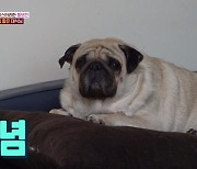 '동물농장' 14kg 뚱보견 태식이, 식탐 없는데 살찐 이유는? 살벌한 동거 비밀