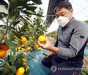 '수도권산 감귤' 등장, 온난화 증거일까.."아직은 아냐"