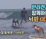 [#세상만사] 반려견과 함께 하는 서핑 대회