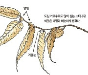 [소년중앙] 마을 수호신이었던 느티나무가 전하는 지혜