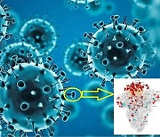 인체 접촉하는 결합부위 변이 집중..오미크론 이렇게 생겼다