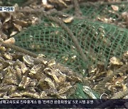 '골칫덩이' 굴 껍데기 자원화..지역 살리고 일자리도 창출