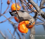 달콤한 까치밥