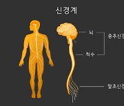 지시만으론 연구윤리를 세울 수 없다, 척수처럼! [엄창섭의 몸과 삶]