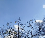 [포토친구] 모과나무