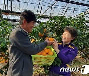 경남 김해서 아열대 과일 '황금향' 출하.."농가 소득 꾸준히 향상"