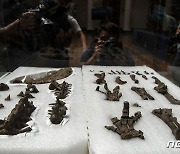 꼬리를 무기로 사용한 새 공룡 화석 칠레서 발견