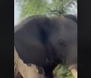 뭘 봐..짝짓기 방해받은 코끼리, 사파리車 30초만에 박살 [영상]