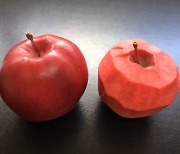 경남도, 폐기되는 사과껍질·꽃사과 천연색소 소재로 개발