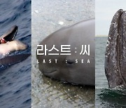 한국 고래, 암 걸리고 질식사까지 '죽음의 문턱'  [라스트 씨 ①]