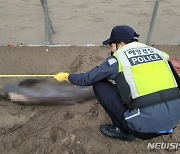 제주 이호해수욕장서 멸종위기 보호종 상괭이 사체 발견