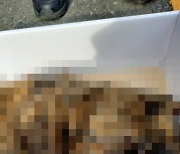 부산 주택가 학대 흔적 길고양이 죽은 채 발견..경찰 수사 중(종합)