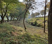 임실군, 관촌면 오원천변 '장제무림' 국가산림문화자산 지정